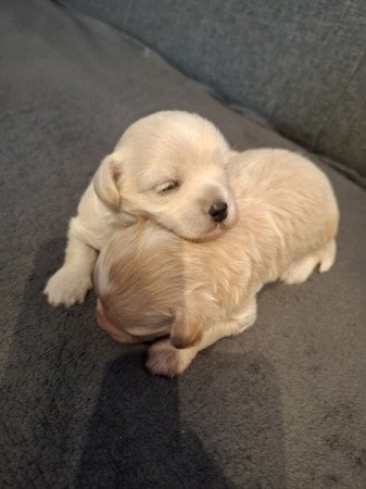 Maltipoo