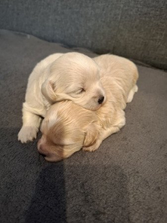 Maltipoo