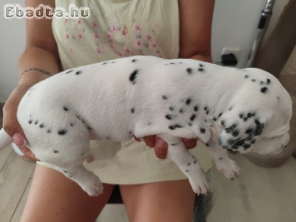 Dalmata kölykök gazdit keresnek