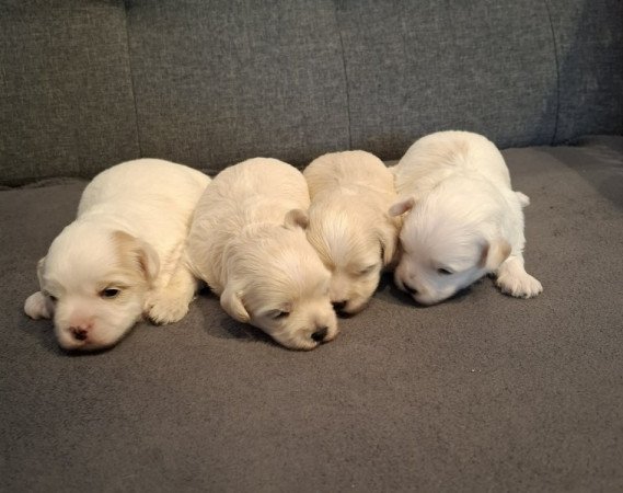Maltipoo