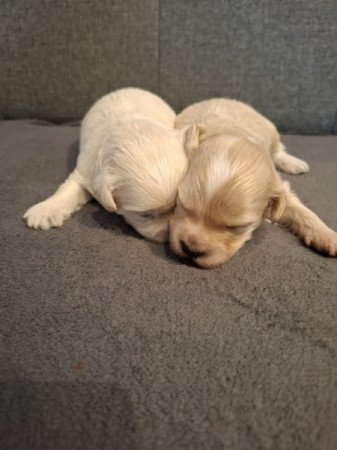 Maltipoo
