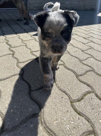 Cattle dog kiskutyák eladók