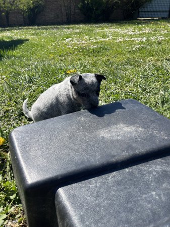 Cattle dog kiskutyák eladók