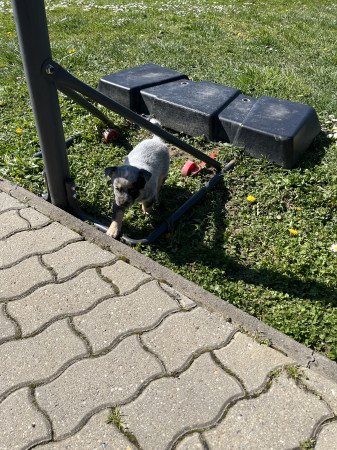 Cattle dog kiskutyák eladók