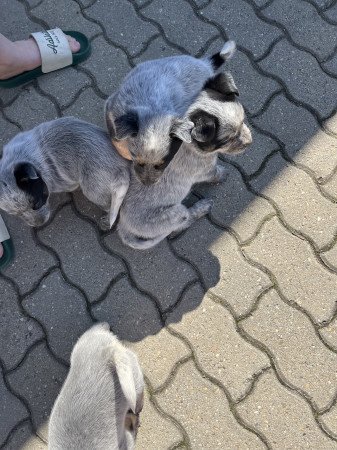 Cattle dog kiskutyák eladók