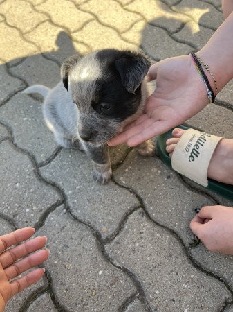 Cattle dog kiskutyák eladók