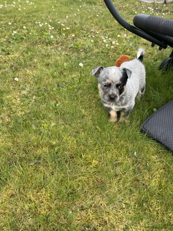 Cattle dog kiskutyák eladók