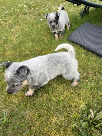 Cattle dog kiskutyák eladók