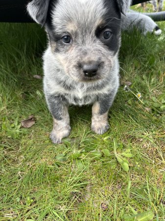Cattle dog kiskutyák eladók
