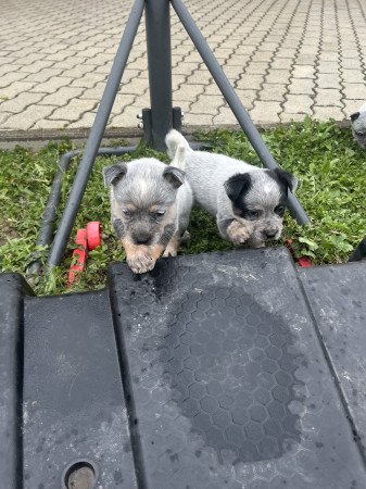 Cattle dog kiskutyák eladók