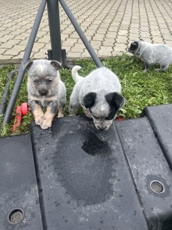 Cattle dog kiskutyák eladók