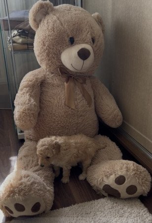 Uszkár