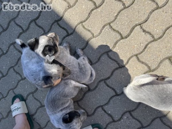Cattle dog eladó