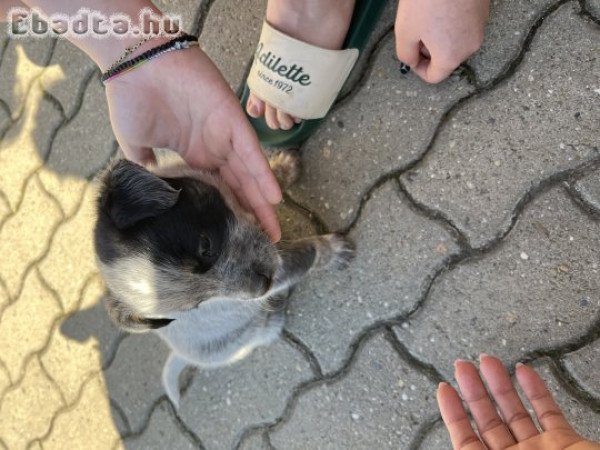 Cattle dog eladó