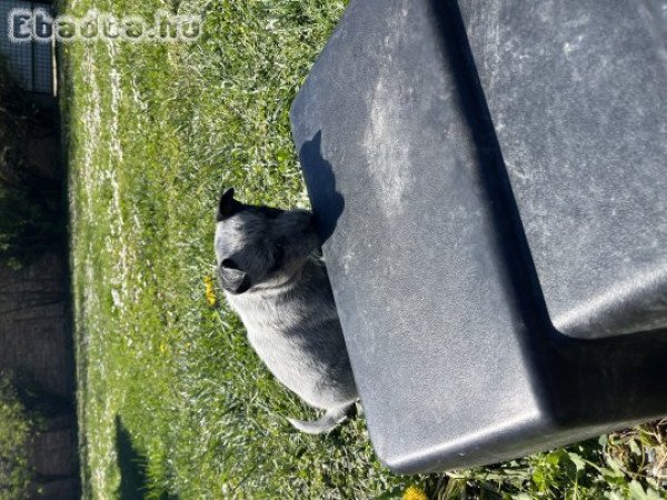 Cattle dog eladó