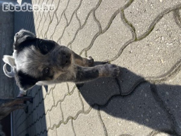 Cattle dog eladó