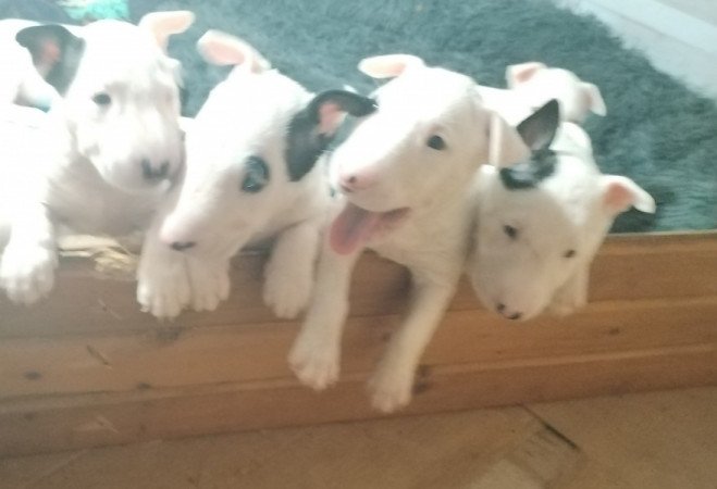 Bullterrier