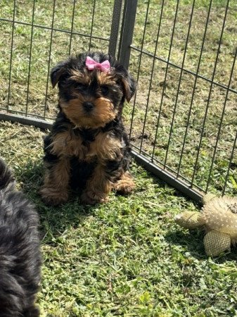 Yorkshire terrier