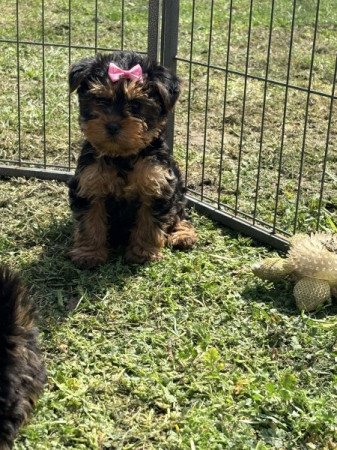 Yorkshire terrier