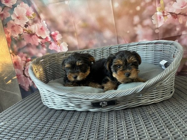 Yorkshire terrier