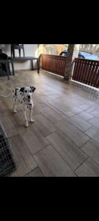Dalmata