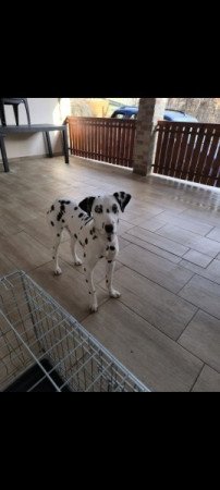 Dalmata