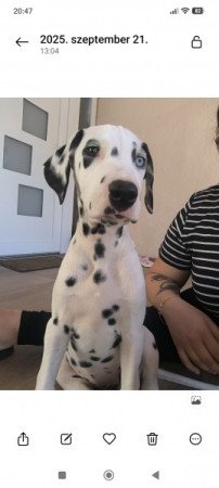 Dalmata
