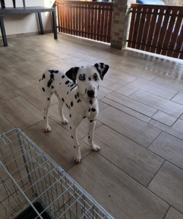 Dalmata