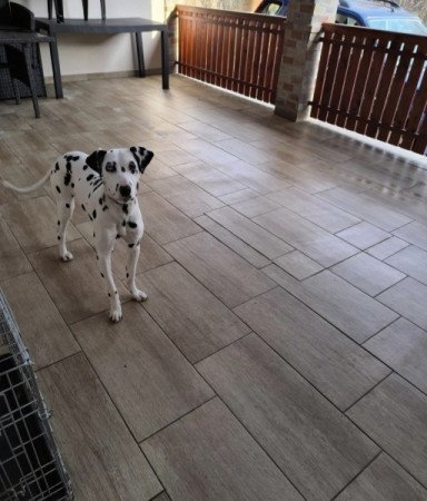Dalmata