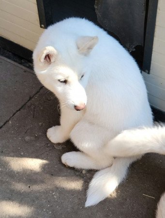 Szibériai Husky