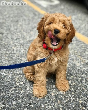 Gyönyörű Goldendoodles kölykök