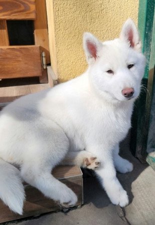 Szibériai Husky