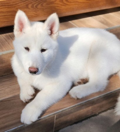 Szibériai Husky