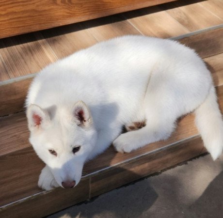 Szibériai Husky