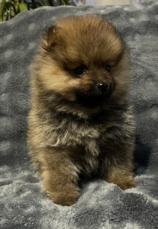Pomerániai Törpe Spitz