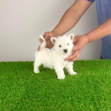 Törzskönyves West Highland White terrier kiskutya
