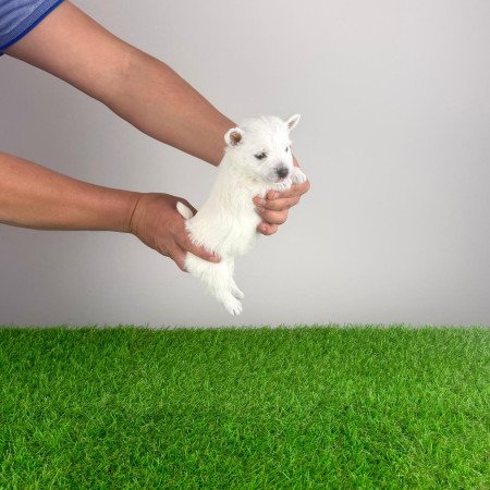 Törzskönyves West Highland White terrier kiskutya