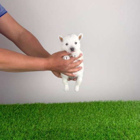 Törzskönyves West Highland White terrier kiskutya