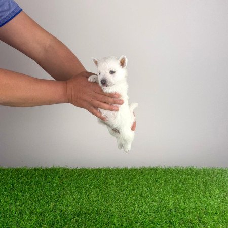 Törzskönyves West Highland White terrier kiskutya