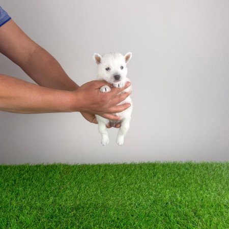 Törzskönyves West Highland White terrier kiskutya