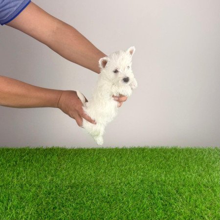 Törzskönyves West Highland White terrier kiskutya