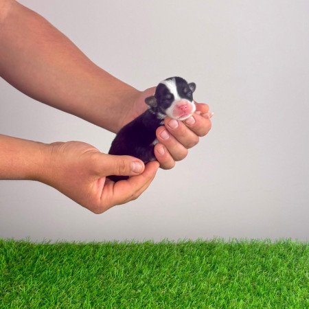 Törzskönyves tricolor Pembroke Welsh Corgi kiskutya