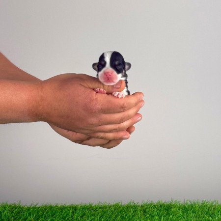 Törzskönyves tricolor Pembroke Welsh Corgi kiskutya