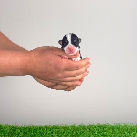 Törzskönyves tricolor Pembroke Welsh Corgi kiskutya