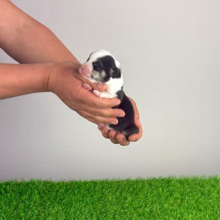 Törzskönyves tricolor Pembroke Welsh Corgi kiskutya