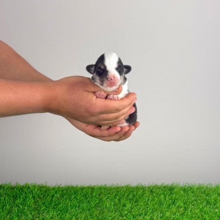 Törzskönyves tricolor Pembroke Welsh Corgi kiskutya