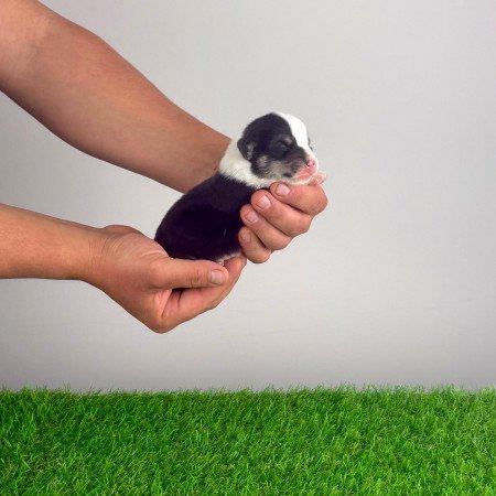 Törzskönyves tricolor Pembroke Welsh Corgi kiskutya