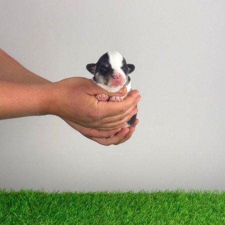 Törzskönyves tricolor Pembroke Welsh Corgi kiskutya