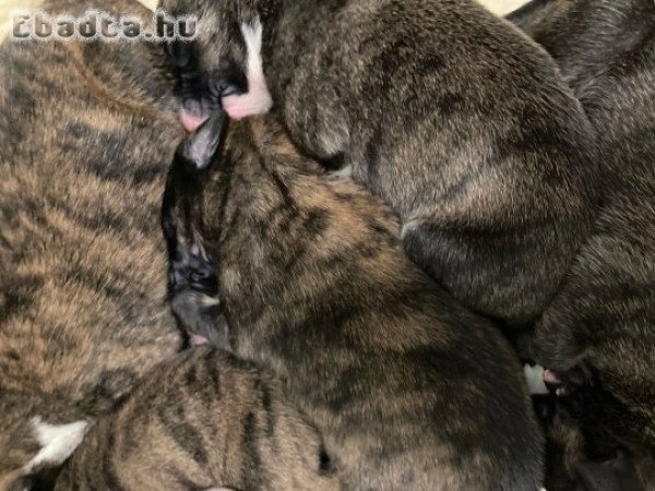 Magyar agár kölykök eladók