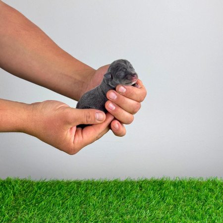 Törzskönyves blue tan Csivava kiskutya